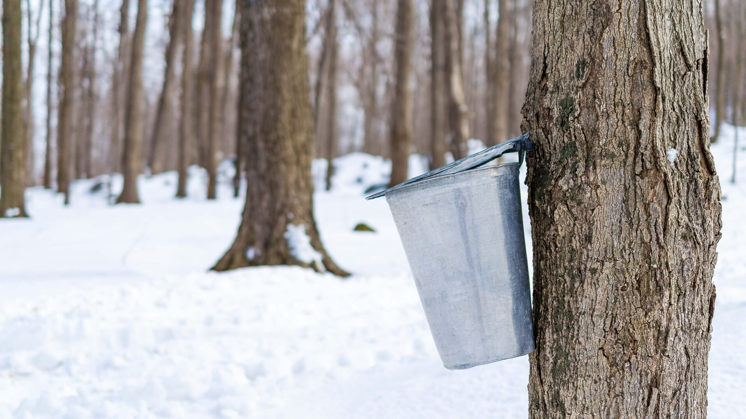 Lancement de la saison des sucres au Québec