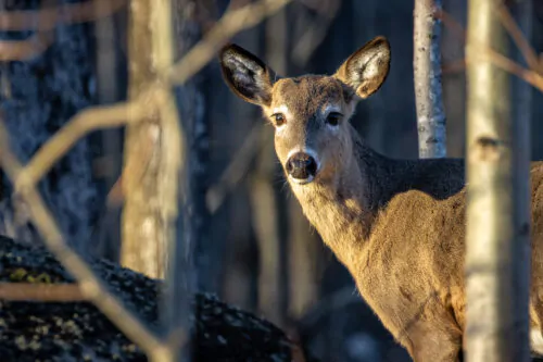 Photo cerf Virginie credit MELCCFP Frédérick Lelièvre