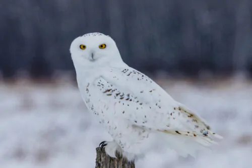 snowy owl